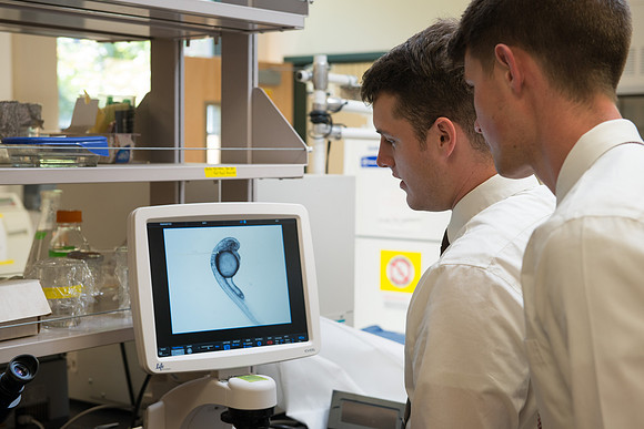 Caleb Bailey, a Biology Professor mentors Student-Mentored research, using zebra fish to study cancer metastasis.