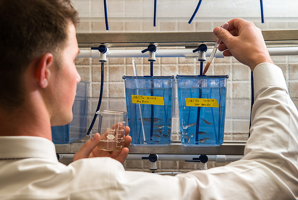 Caleb Bailey, a Biology Professor mentors Student-Mentored research, using zebra fish to study cancer metastasis.