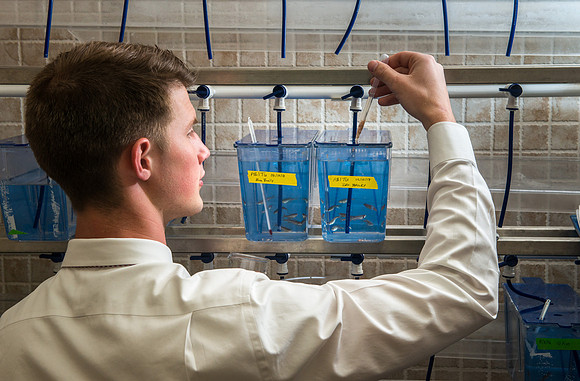 Caleb Bailey, a Biology Professor mentors Student-Mentored research, using zebra fish to study cancer metastasis.