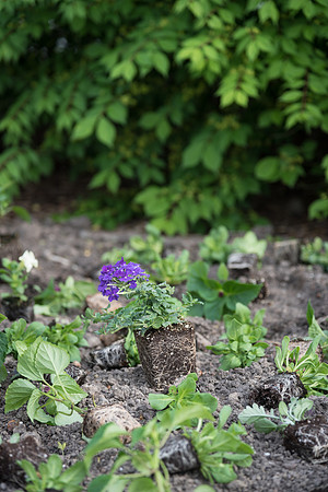 Students gather together to plant flowers on the temple grounds.