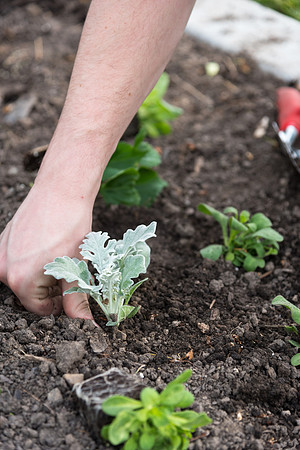 Students gather together to plant flowers on the temple grounds.