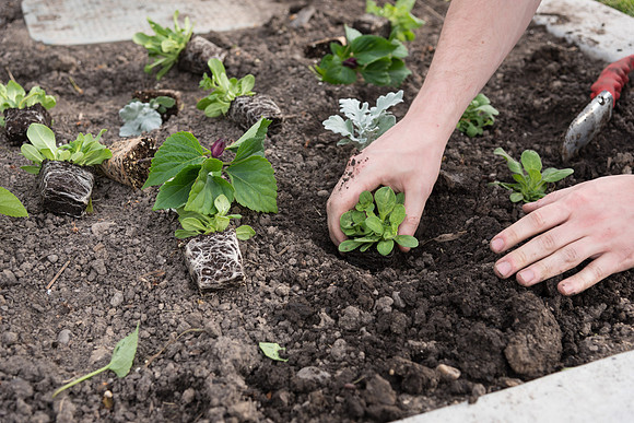 Students gather together to plant flowers on the temple grounds.