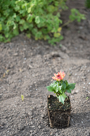 Students gather together to plant flowers on the temple grounds.