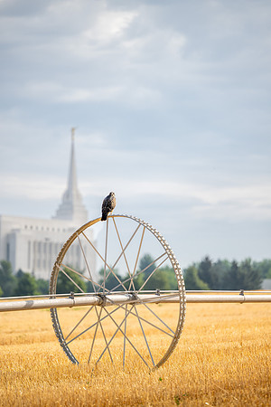Hawks and smoke - Aug 2025
