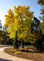 Campus Autumn - Oct 2024