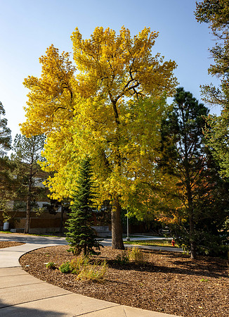 Campus Autumn - Oct 2024