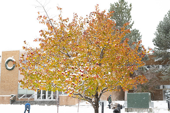Campus snow - Nov 2024