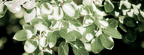 Details of plants on the BYU-Idaho campus