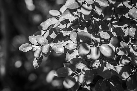 Details of plants on the BYU-Idaho campus