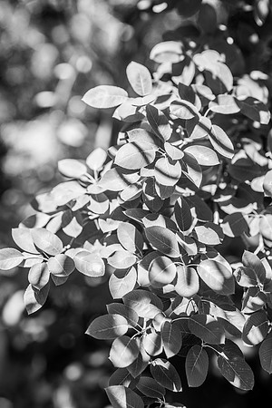 Details of plants on the BYU-Idaho campus