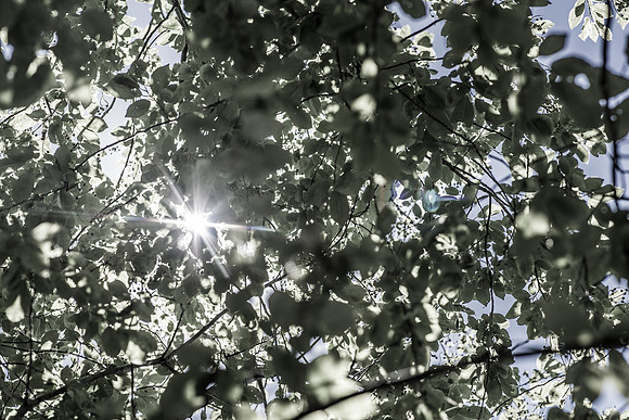 Details of plants on the BYU-Idaho campus