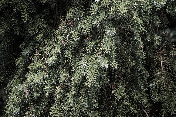 Details of plants on the BYU-Idaho campus