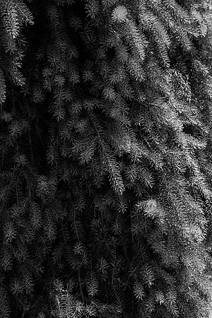 Details of plants on the BYU-Idaho campus