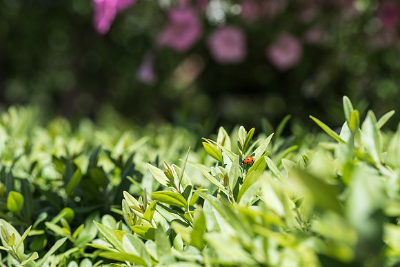 Details of plants on the BYU-Idaho campus