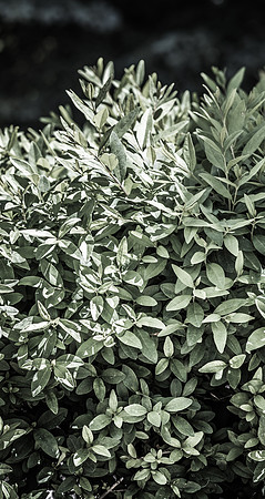 Details of plants on the BYU-Idaho campus