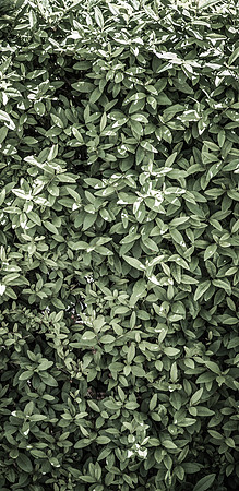 Details of plants on the BYU-Idaho campus