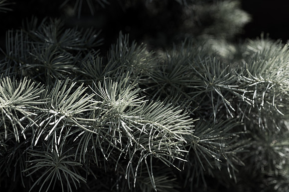 Details of plants on the BYU-Idaho campus