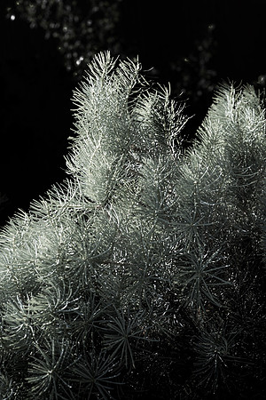 Details of plants on the BYU-Idaho campus