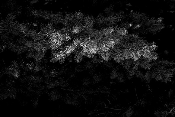 Details of plants on the BYU-Idaho campus
