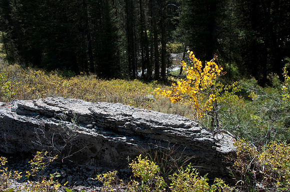 Targhee Creek Trail - Sept 2009