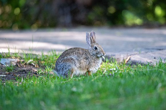 Animals on Campus - Aug 2024
