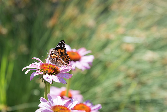 The Gardens are a great place to find butterflies on the flowers. 2017