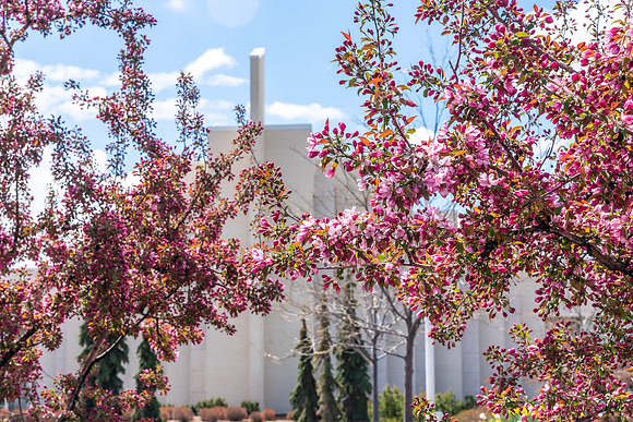 Spring Flowers on Campus - May 2021