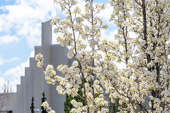 Spring Flowers on Campus - May 2021