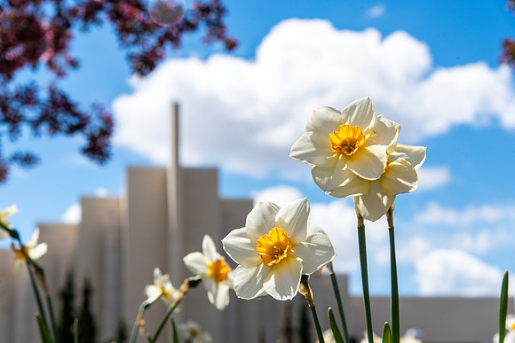 Spring Flowers on Campus - May 2021