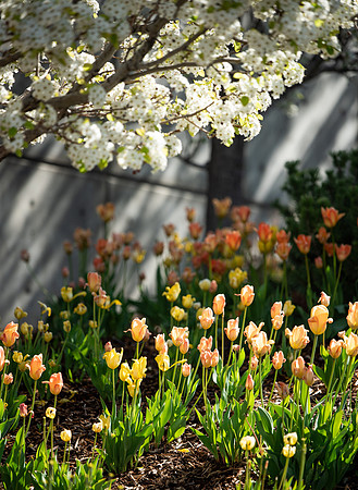 Flowers between the Taylor Building and Manwaring Center during the Spring 2021 Semester.