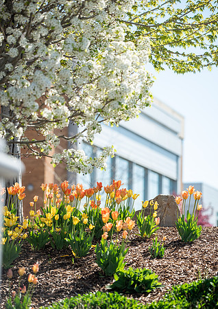 Flowers between the Taylor Building and Manwaring Center during the Spring 2021 Semester.