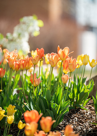 Flowers between the Taylor Building and Manwaring Center during the Spring 2021 Semester.