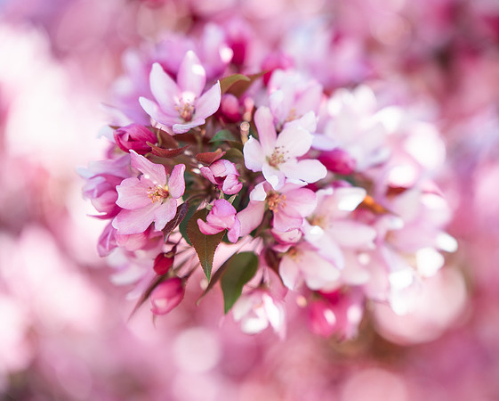 Flowers between the Taylor Building and Manwaring Center during the Spring 2021 Semester.
