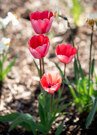 Flowers between the Taylor Building and Manwaring Center during the Spring 2021 Semester.