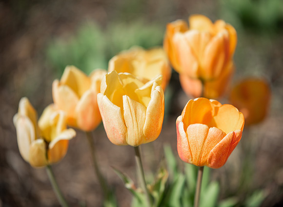 Flowers between the Taylor Building and Manwaring Center during the Spring 2021 Semester.
