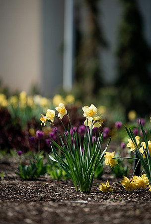 Flowers between the Taylor Building and Manwaring Center during the Spring 2021 Semester.