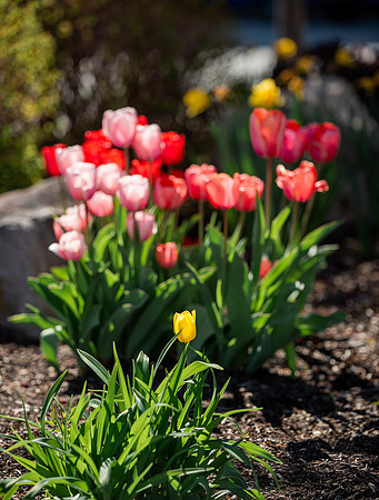 Flowers between the Taylor Building and Manwaring Center during the Spring 2021 Semester.
