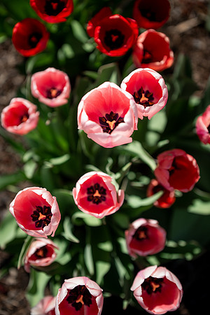 Flowers between the Taylor Building and Manwaring Center during the Spring 2021 Semester.