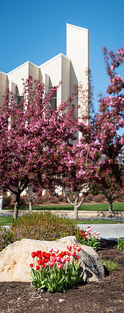 Flowers between the Taylor Building and Manwaring Center during the Spring 2021 Semester.