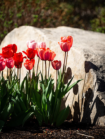 Flowers between the Taylor Building and Manwaring Center during the Spring 2021 Semester.