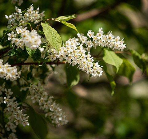 Flowers between the Taylor Building and Manwaring Center during the Spring 2021 Semester.