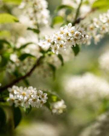 Flowers between the Taylor Building and Manwaring Center during the Spring 2021 Semester.