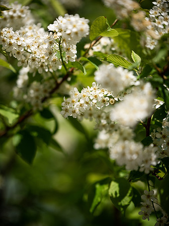Flowers between the Taylor Building and Manwaring Center during the Spring 2021 Semester.
