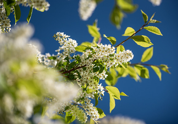 Flowers between the Taylor Building and Manwaring Center during the Spring 2021 Semester.