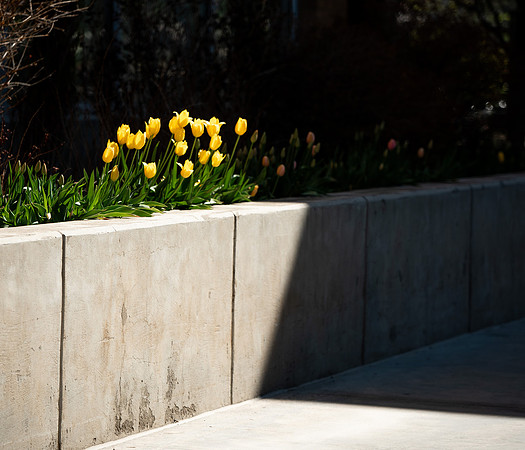 Flowers between the Taylor Building and Manwaring Center during the Spring 2021 Semester.