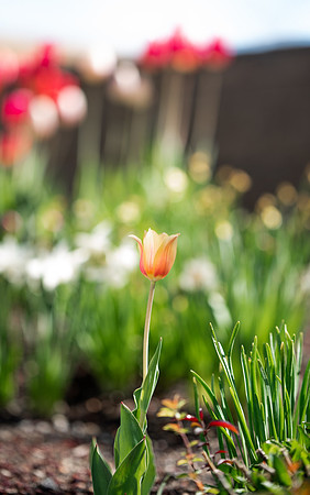 Flowers between the Taylor Building and Manwaring Center during the Spring 2021 Semester.