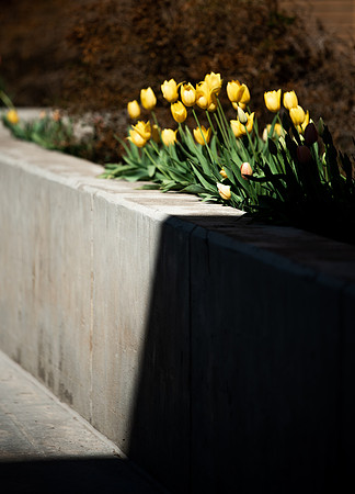 Flowers between the Taylor Building and Manwaring Center during the Spring 2021 Semester.