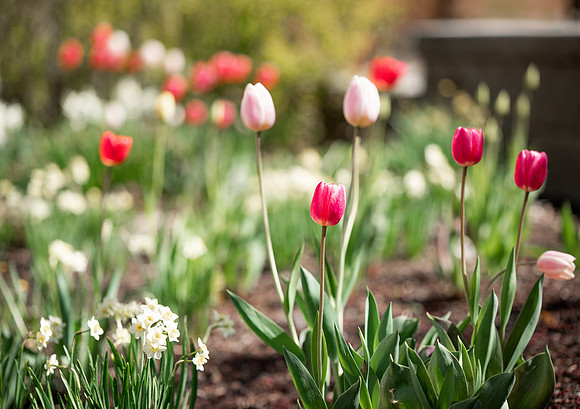 Flowers between the Taylor Building and Manwaring Center during the Spring 2021 Semester.