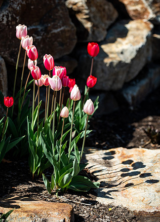 Flowers between the Taylor Building and Manwaring Center during the Spring 2021 Semester.