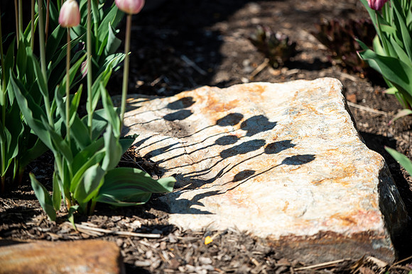 Flowers between the Taylor Building and Manwaring Center during the Spring 2021 Semester.